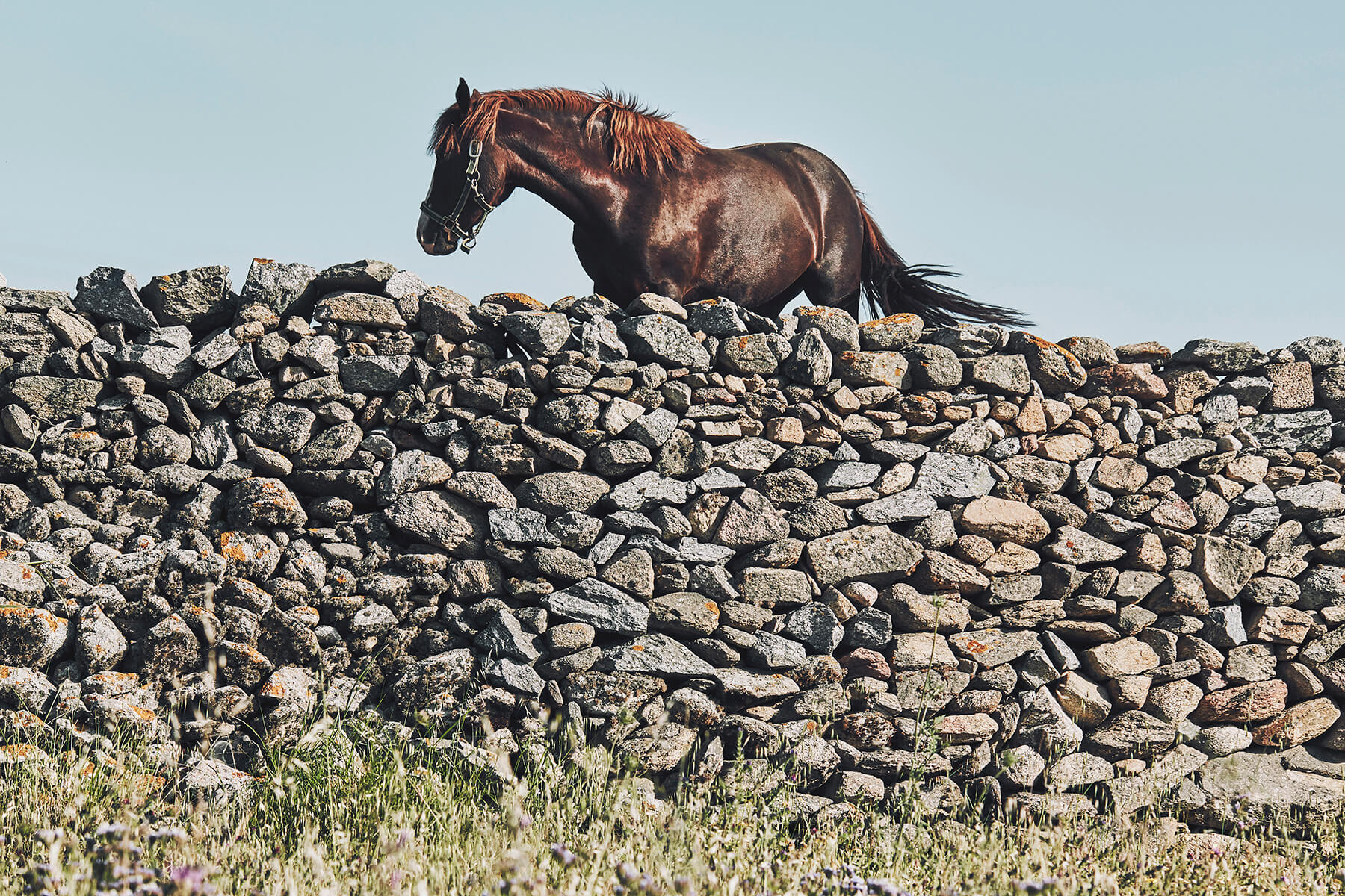 Horseriding